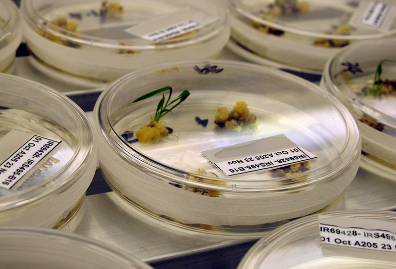 irri rice, philippines