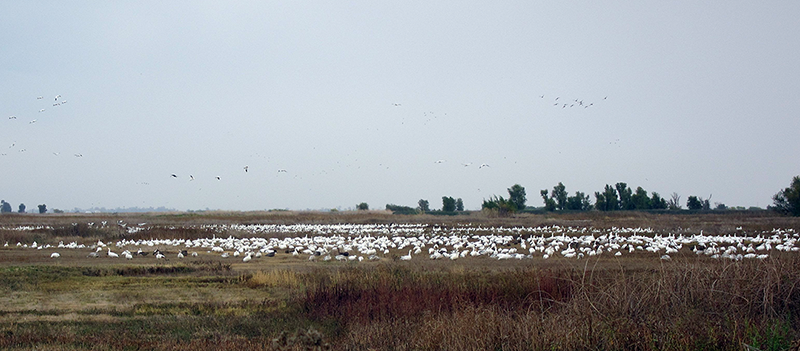 sacramento wildlife refuge