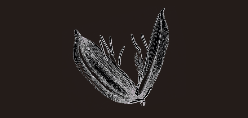 seed illustration grist